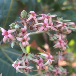 Cashew flower