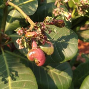 Cashew fruit